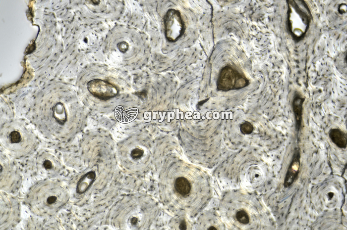 Os compact x25 - gryphea.com